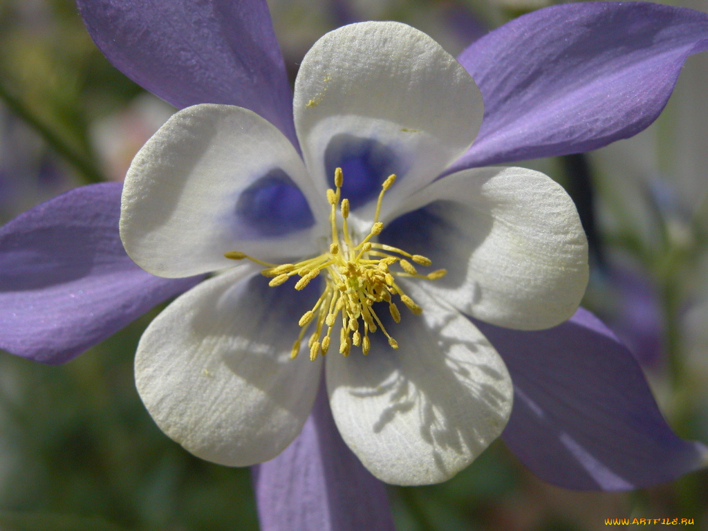 цветы, аквилегия, водосбор