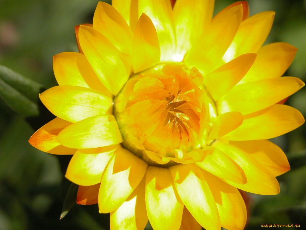 цветы, бессмертник