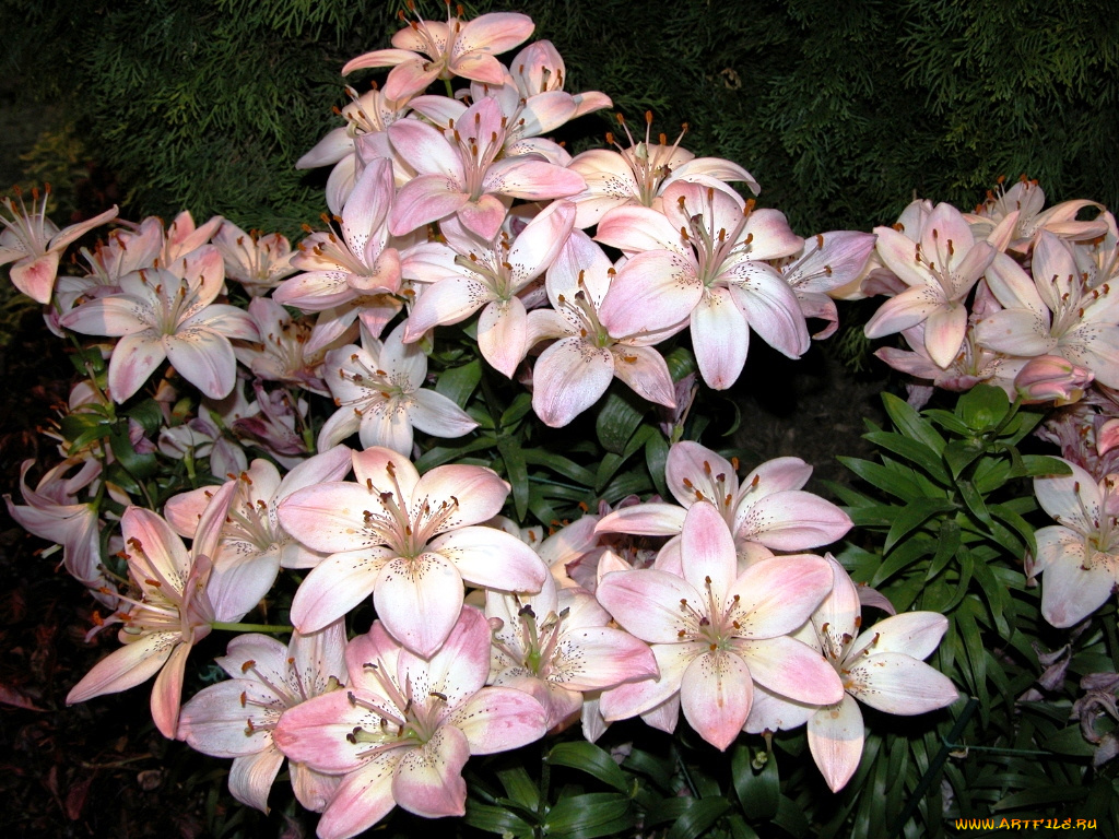 цветы, лилии, лилейники