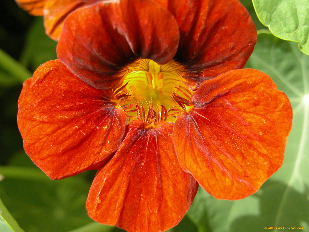 цветы, настурции