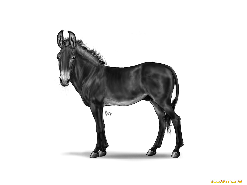 рисованные, животные, лошади