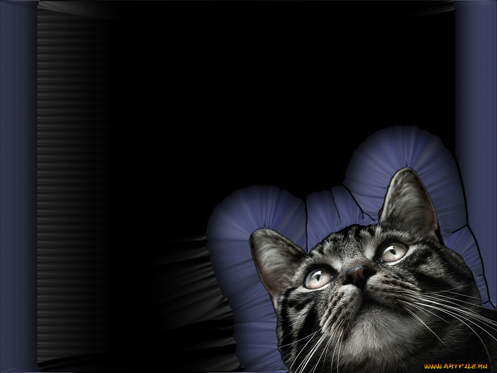 животные, коты