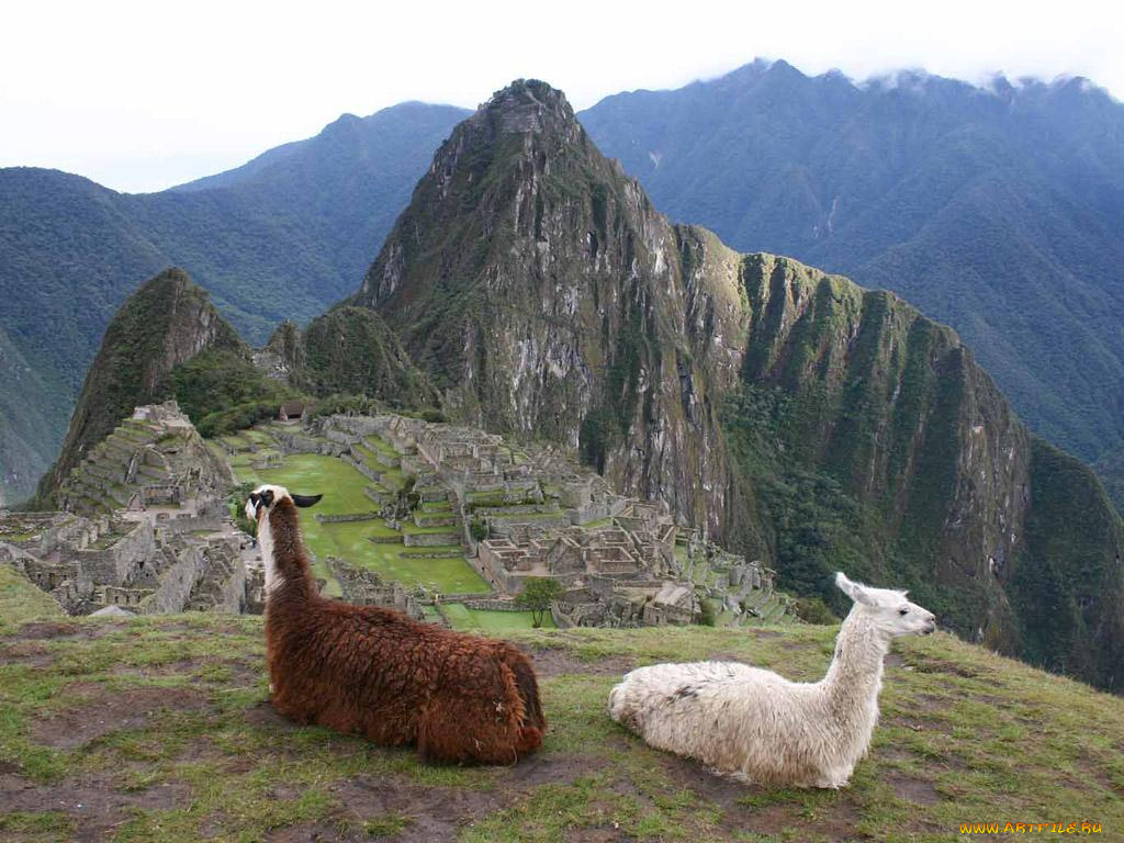 животные, ламы