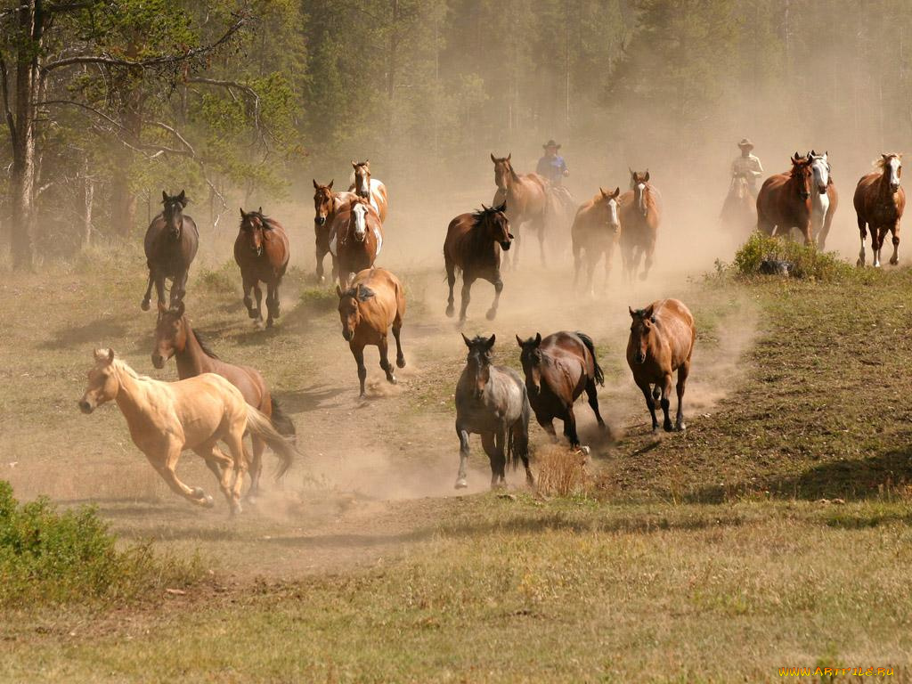 животные, лошади