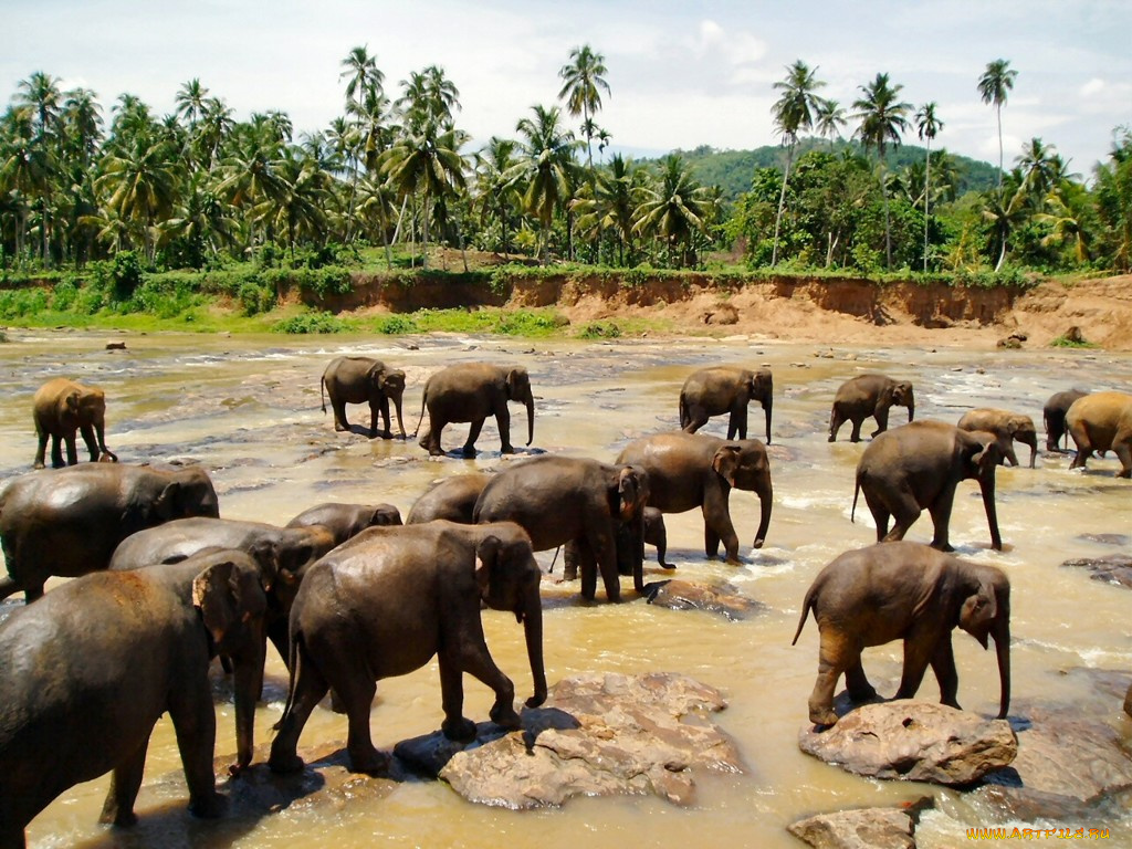 животные, слоны