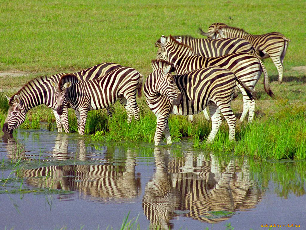 животные, зебры