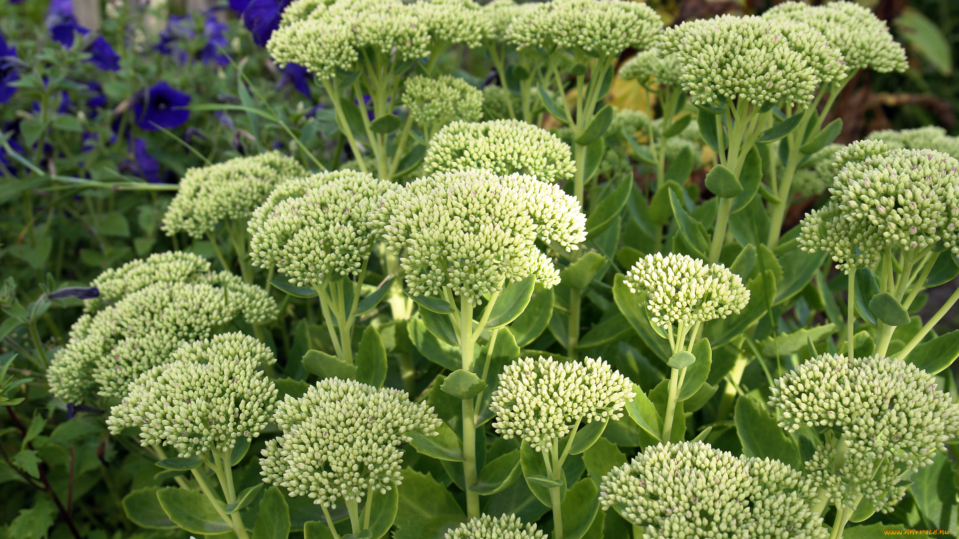 цветы, каланхоэ