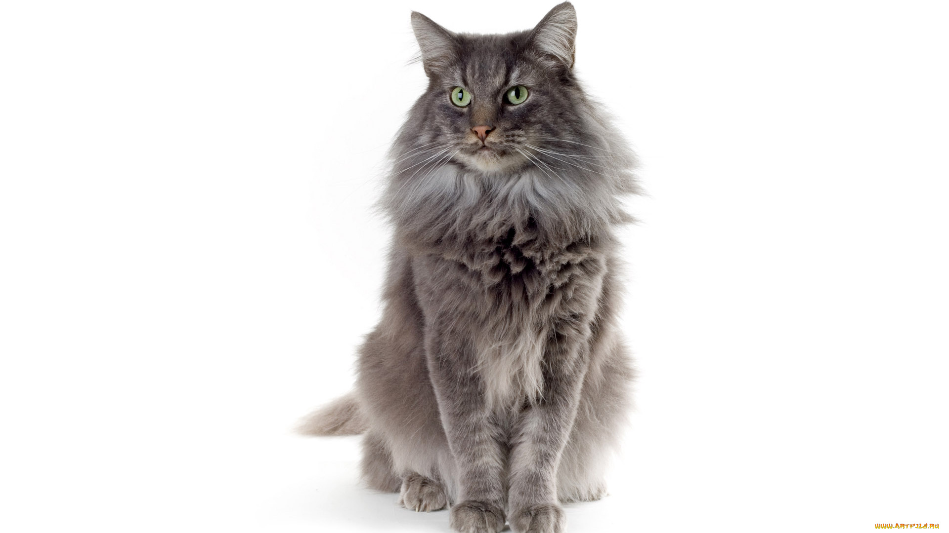 животные, коты