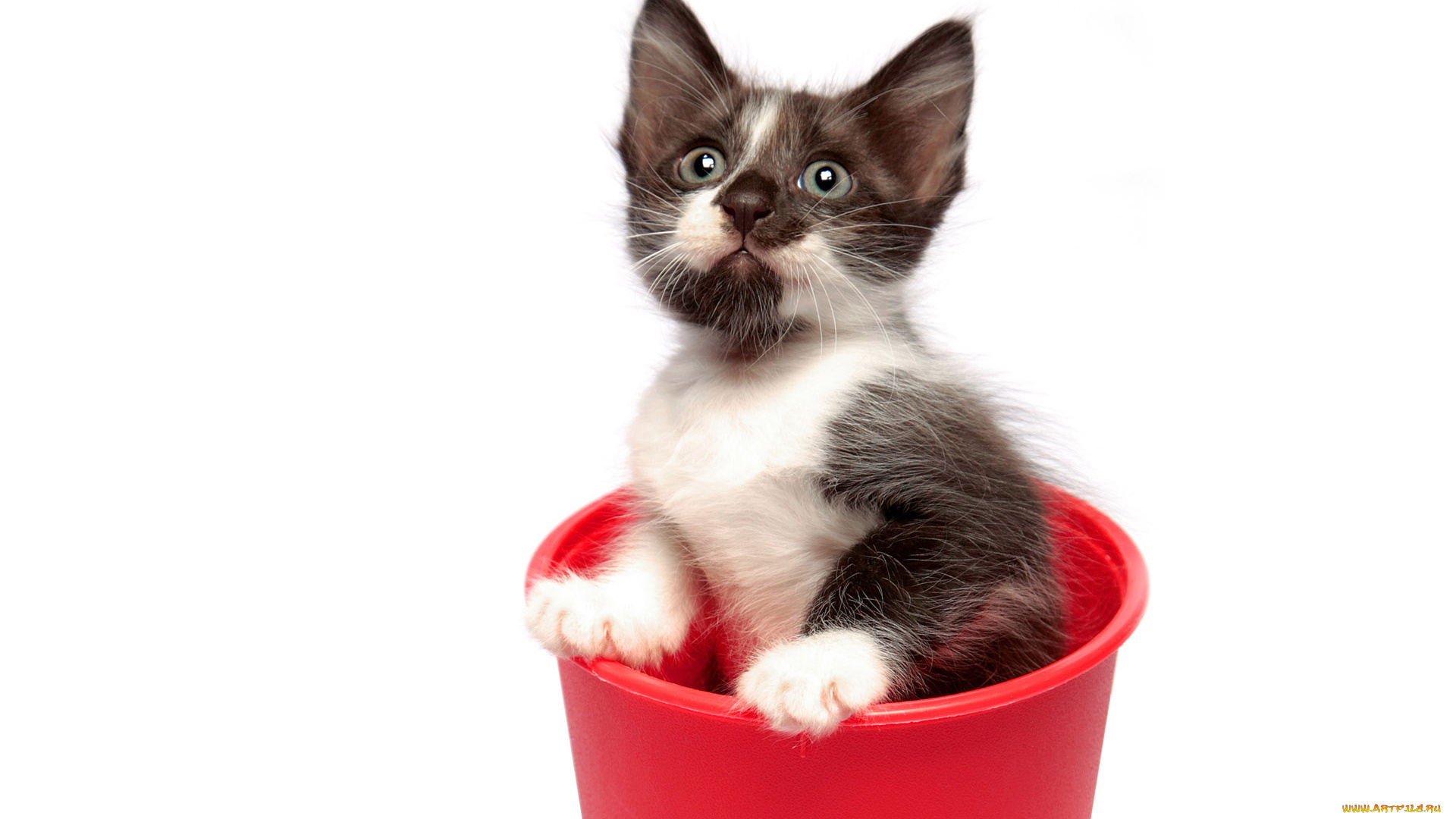 животные, коты