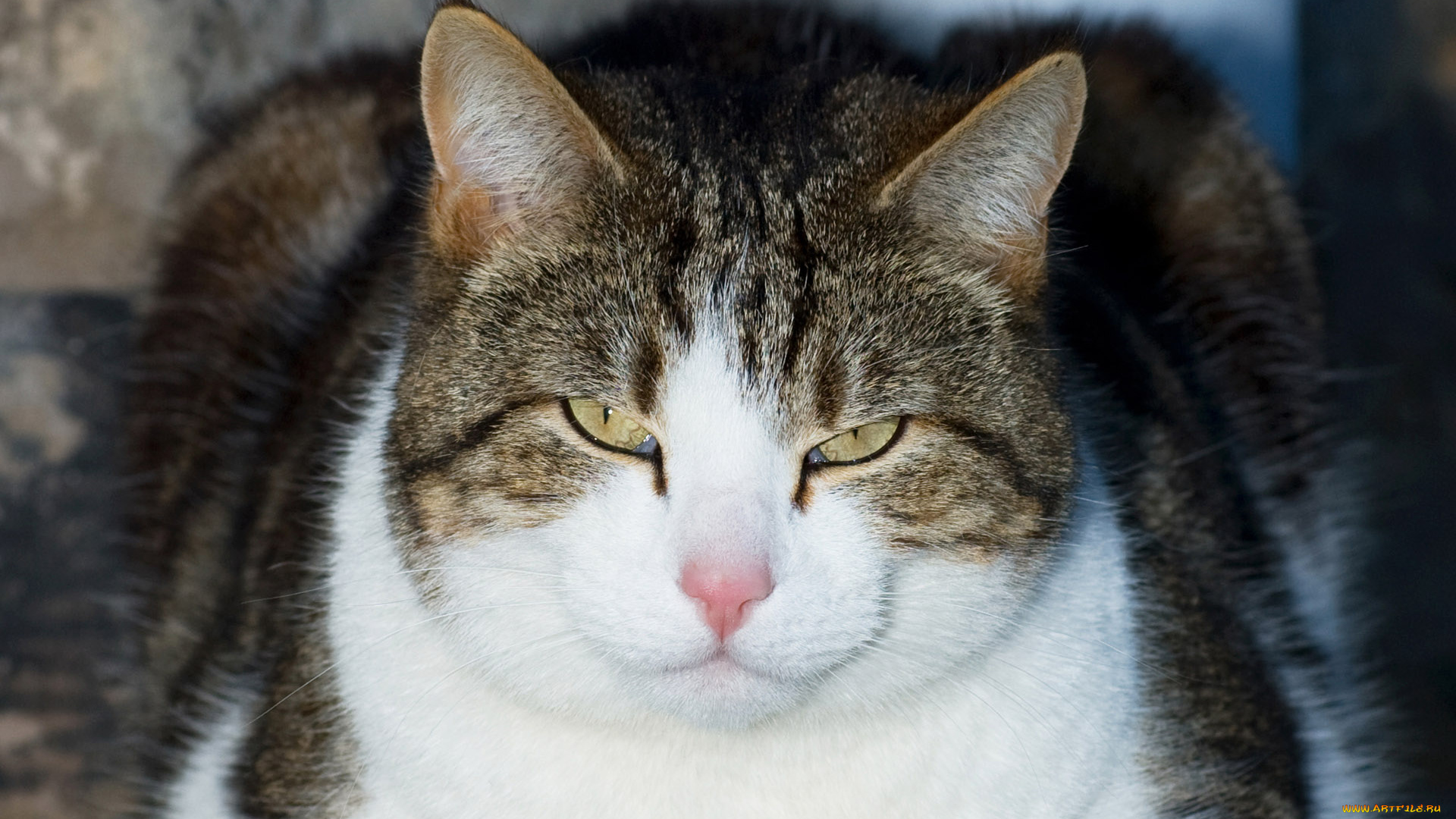 животные, коты