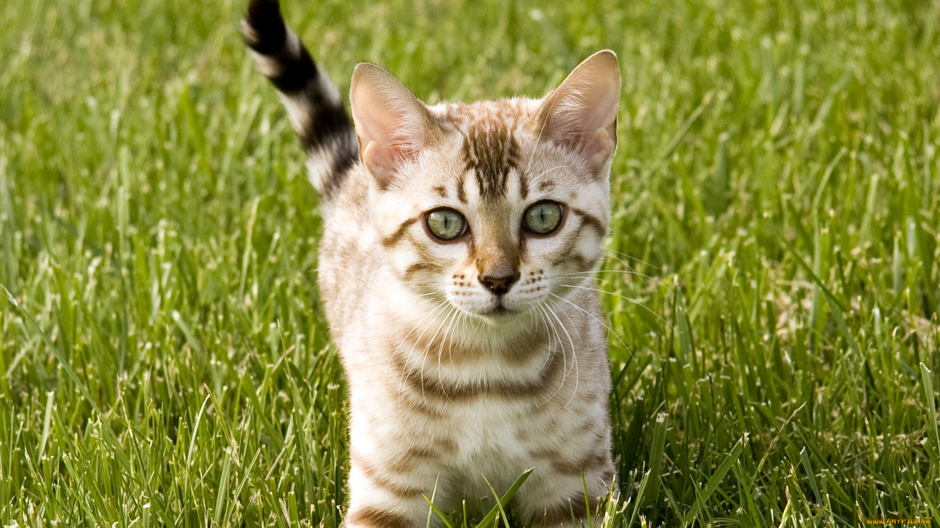 животные, коты