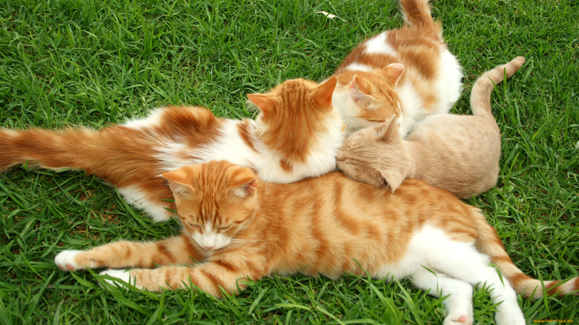 животные, коты