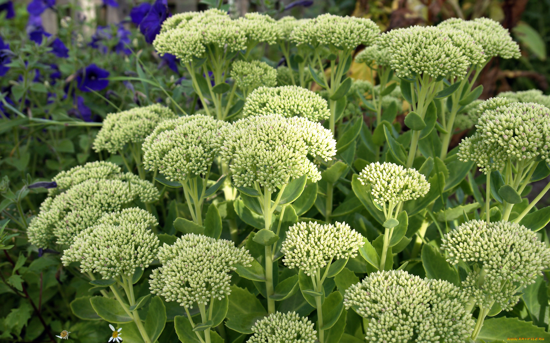 цветы, каланхоэ