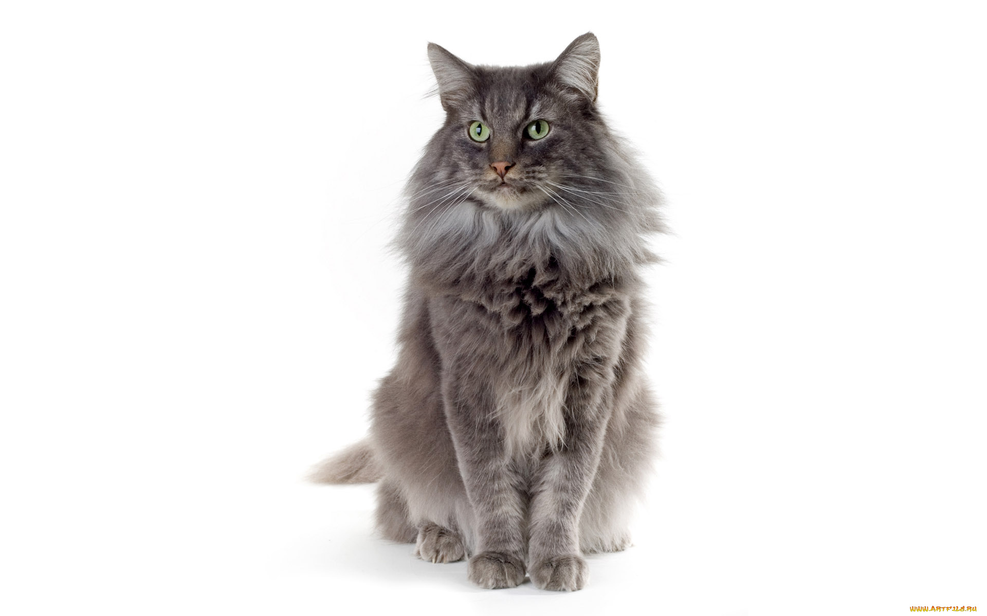 животные, коты