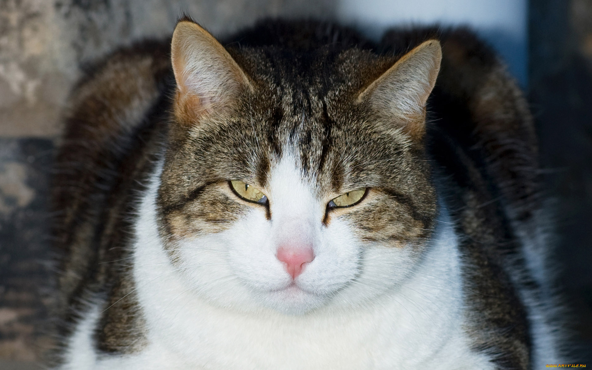 животные, коты