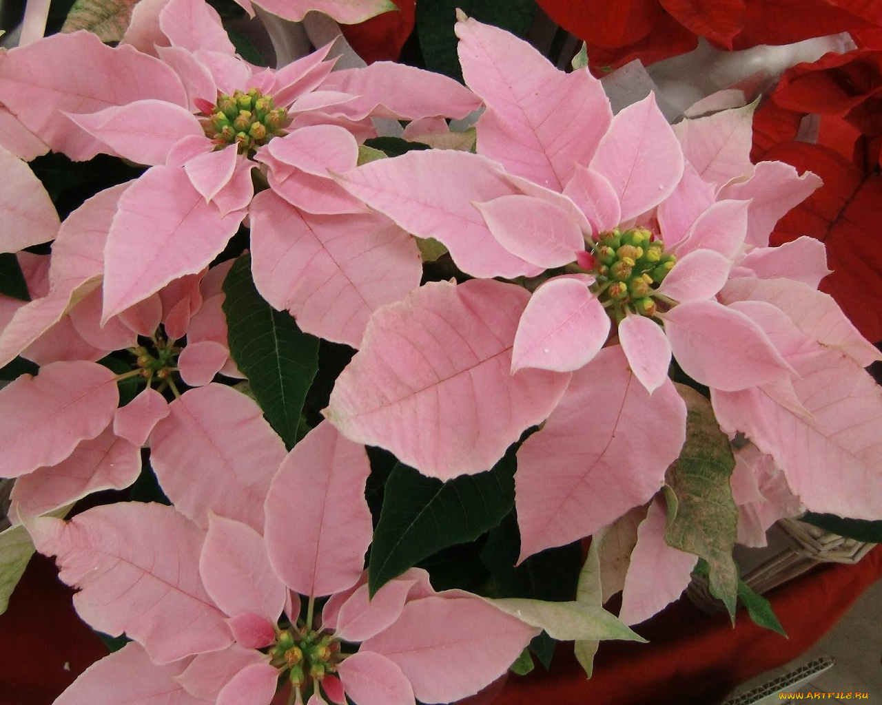 цветы, пуансеттия