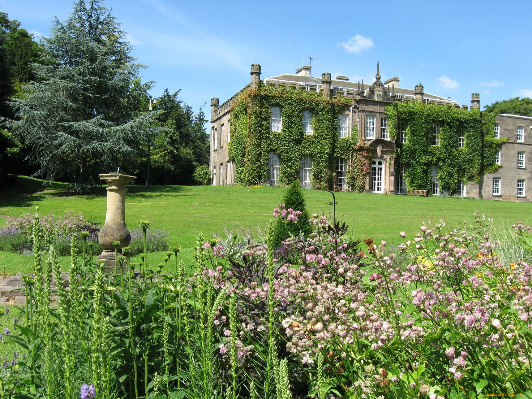 города, здания, дома, плющ