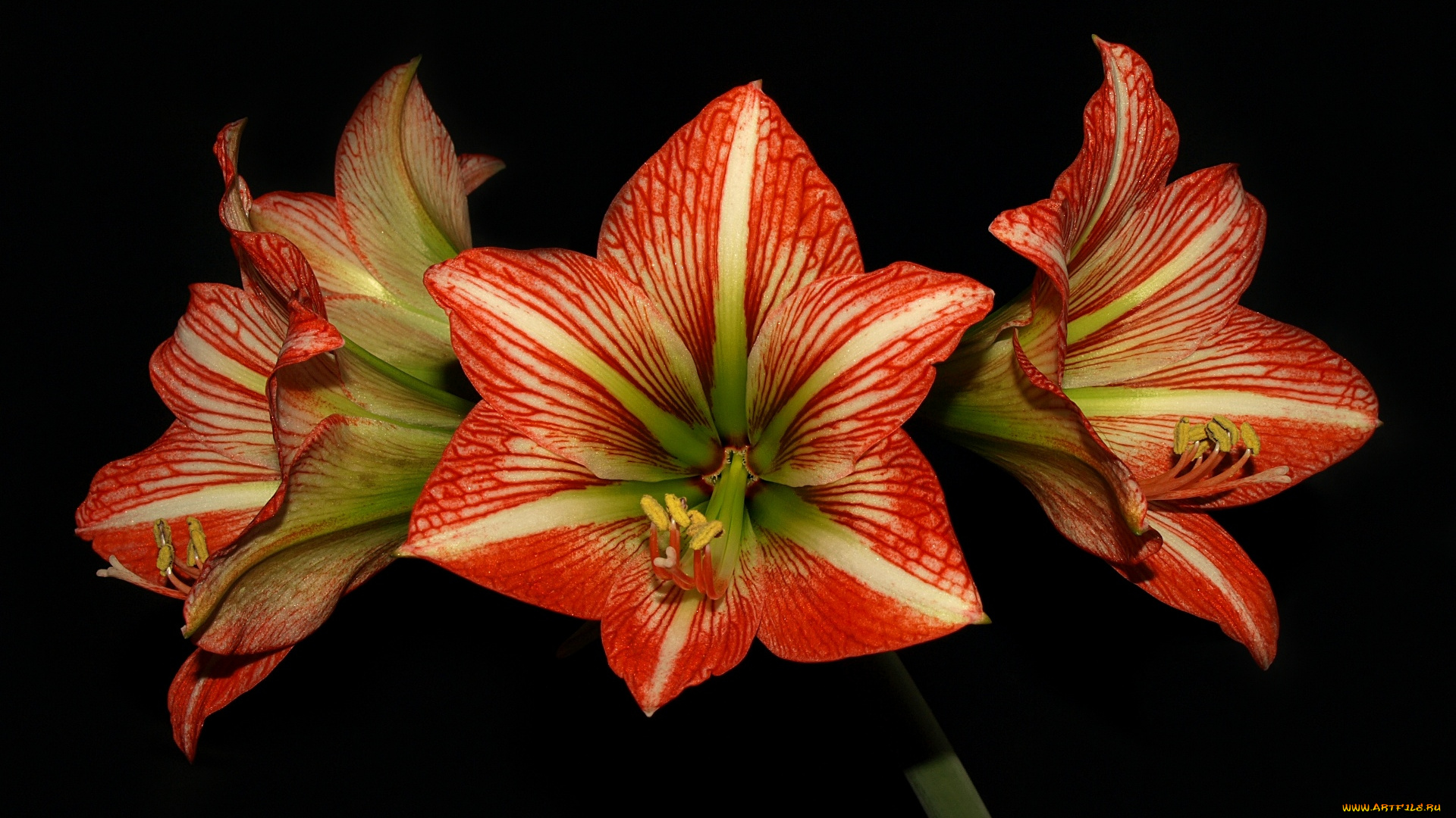 цветы, амариллисы, гиппеаструмы, полосатые