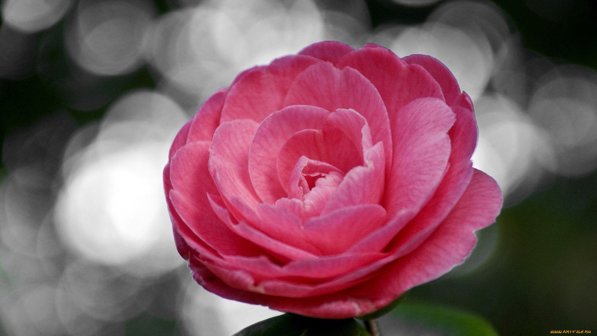 цветы, камелии, круглый, розовый