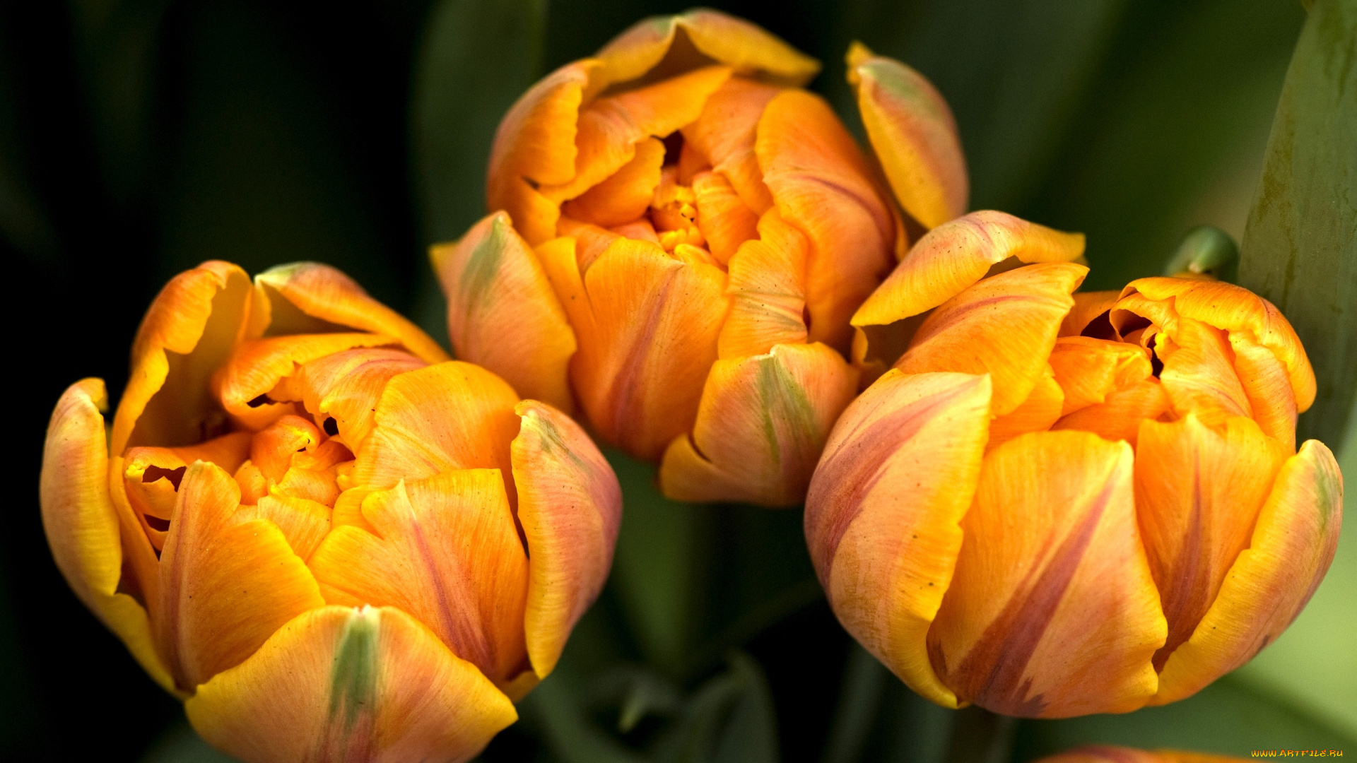 цветы, тюльпаны, желтый