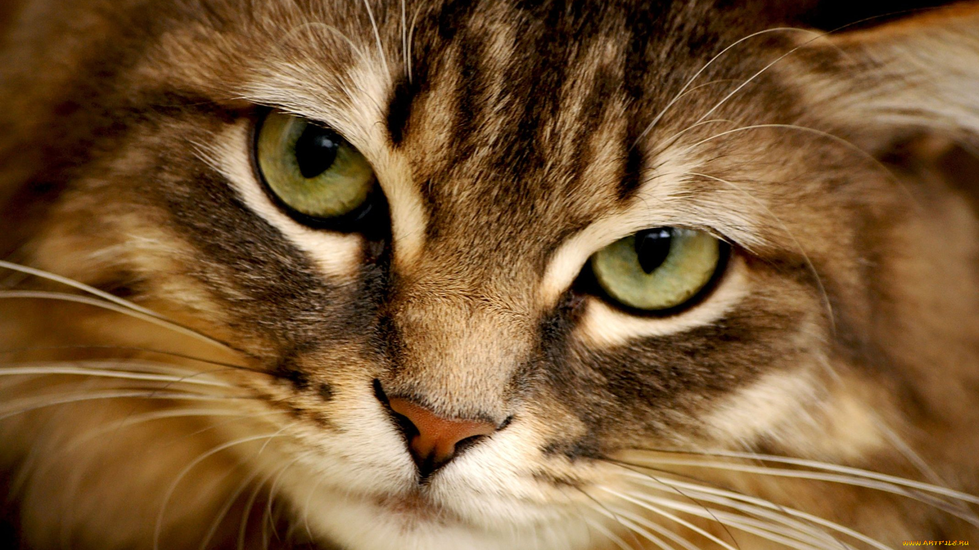 животные, коты, глаза, cat