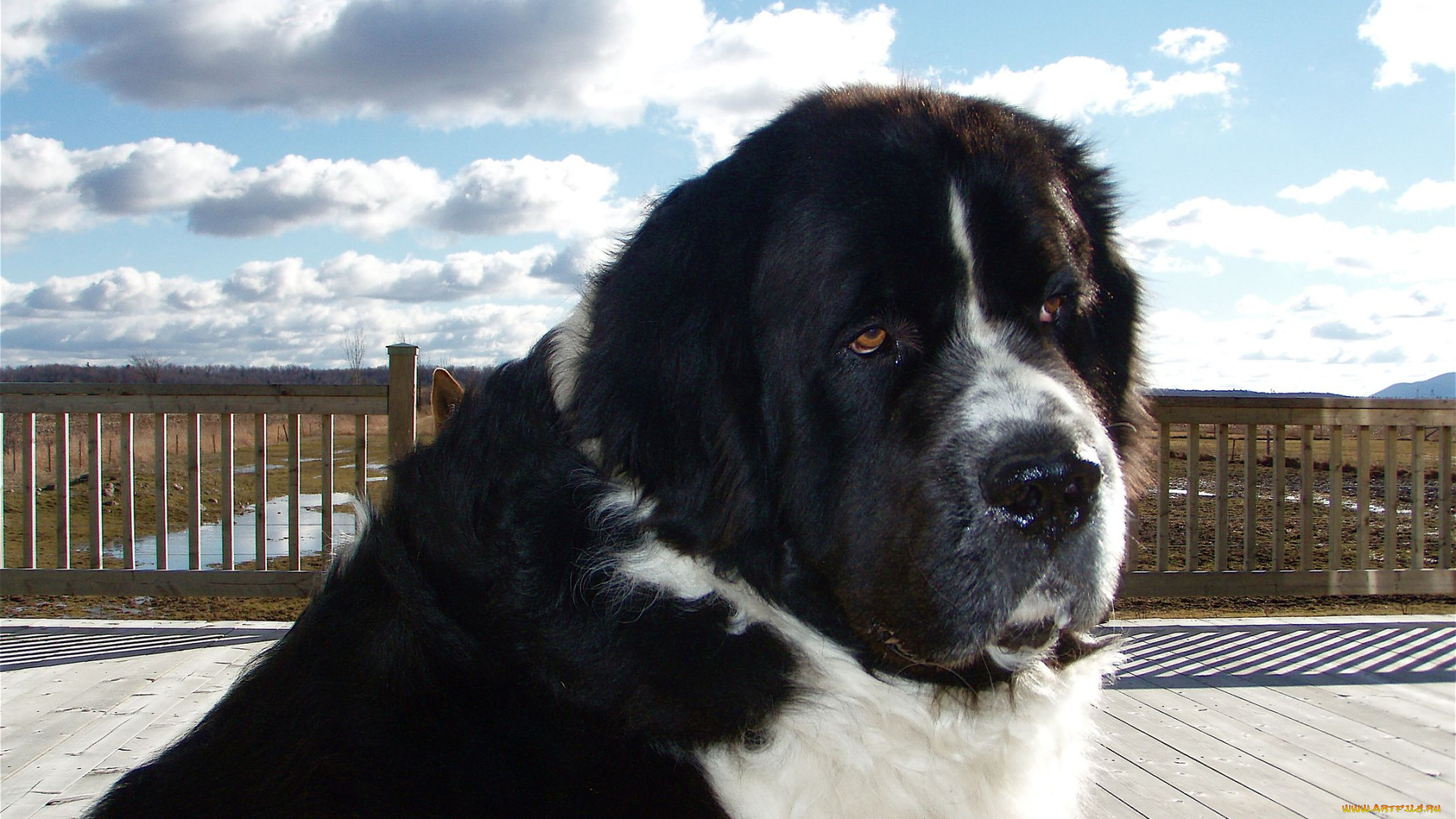 животные, собаки, dog