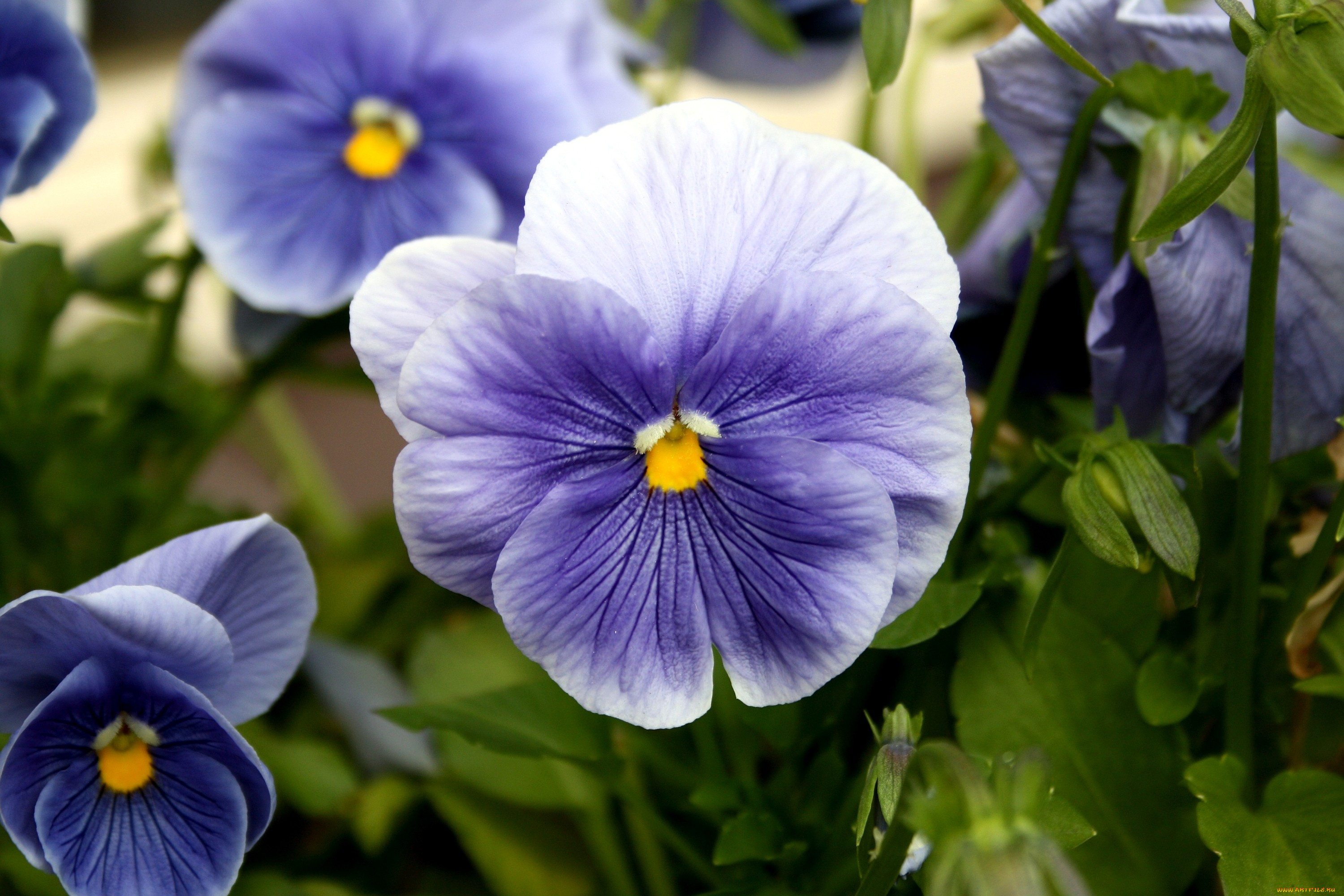 цветы, анютины, глазки, садовые, фиалки, фиолетовый