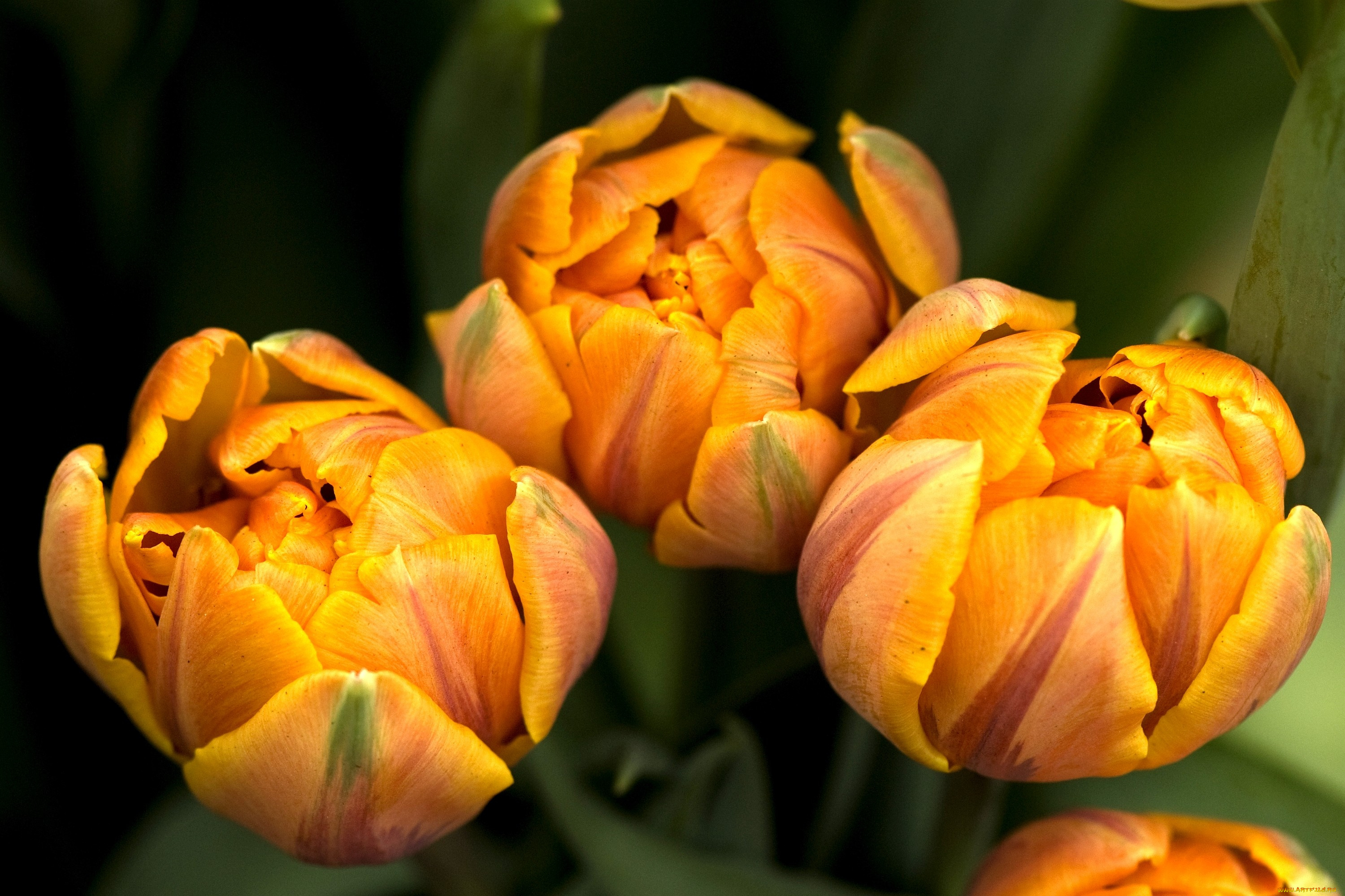 цветы, тюльпаны, желтый