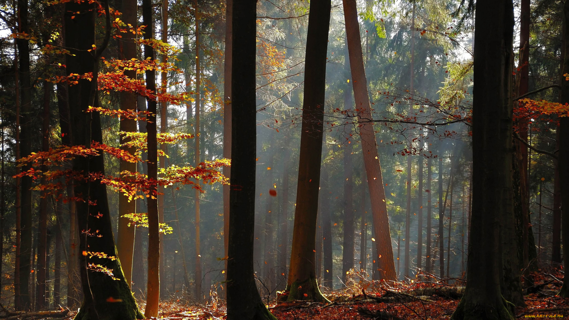 германия, гессен, природа, лес, осень