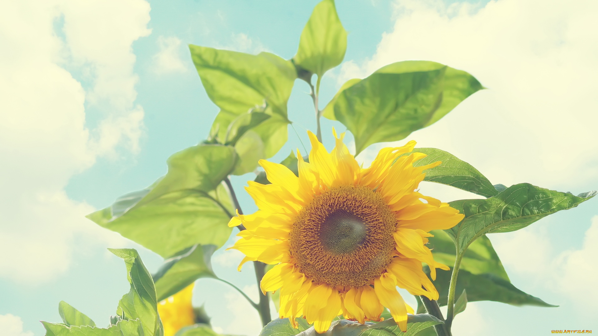 цветы, подсолнухи, подсолнух