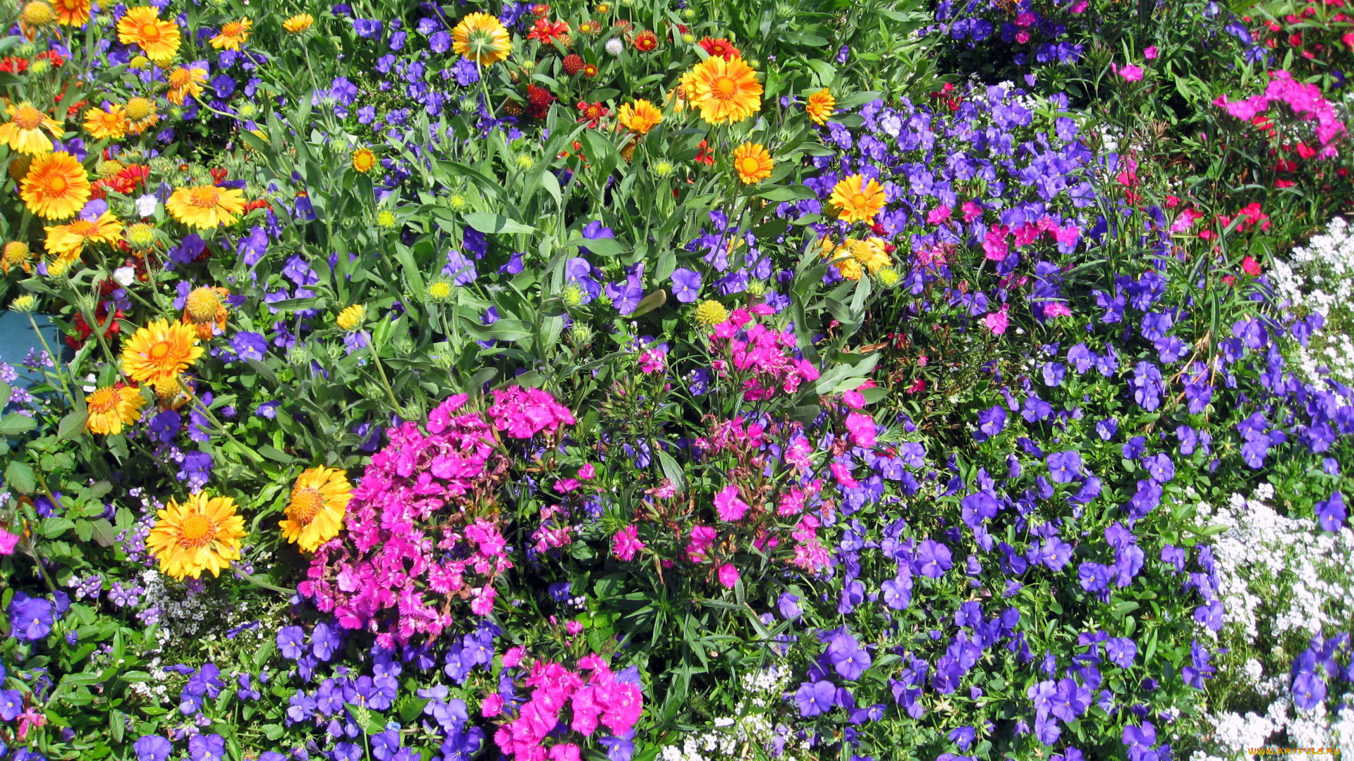 цветы, разные, вместе, петунья, гвоздики, чернобривцы