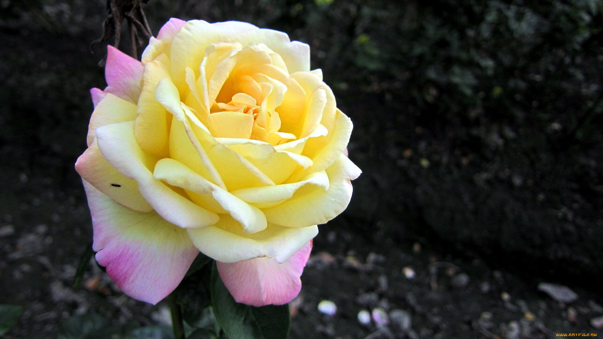 цветы, розы, лепестки