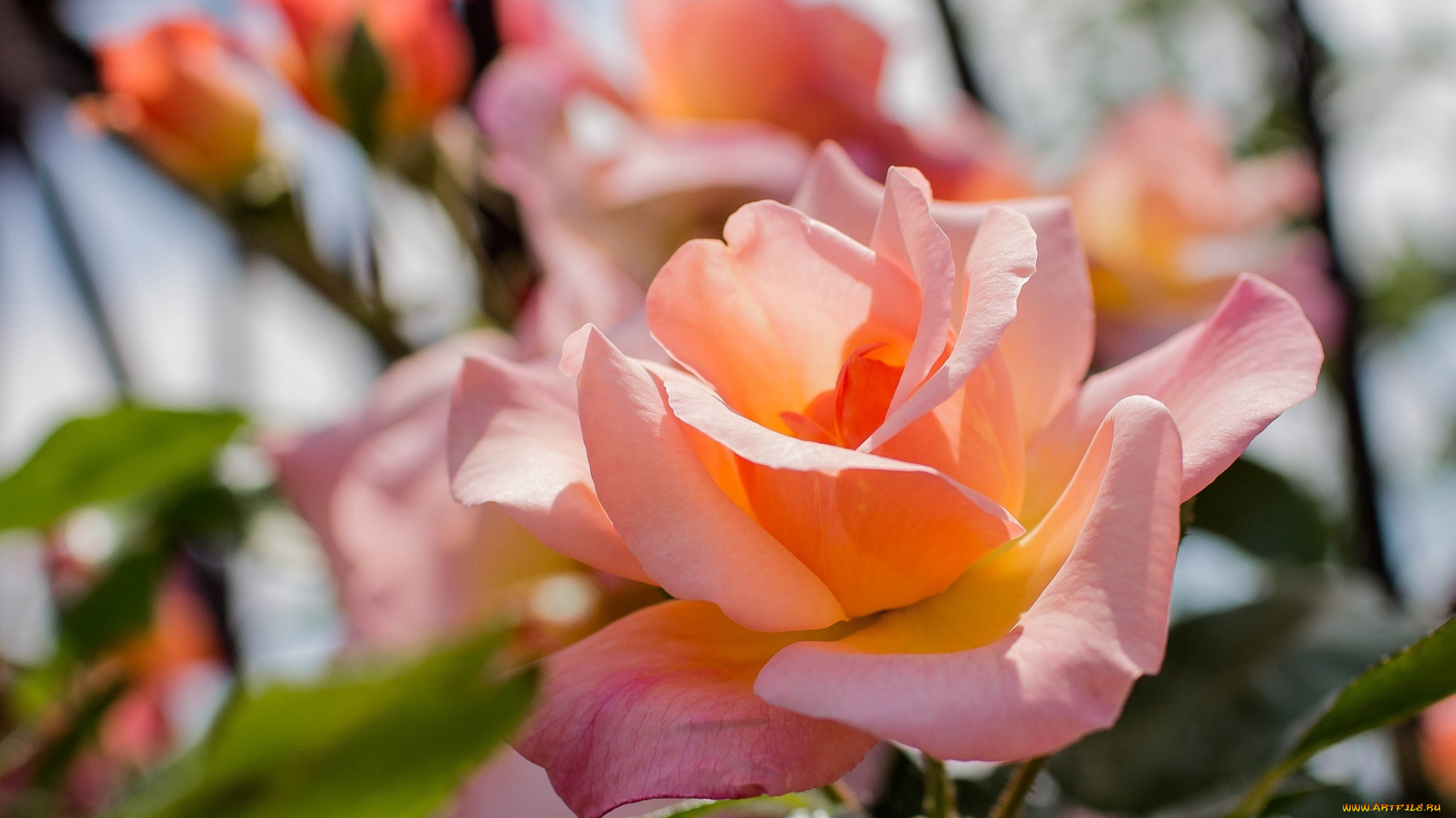 цветы, розы, лепестки, роза