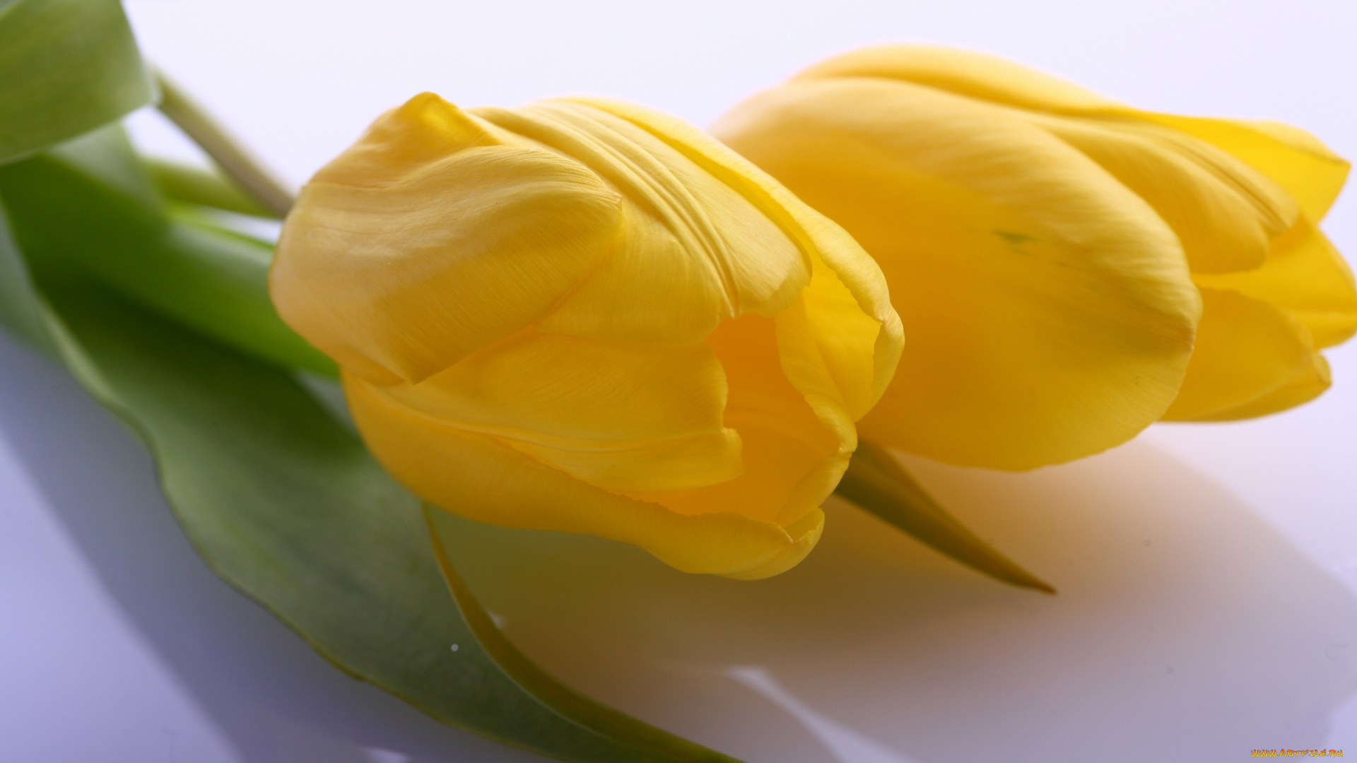 цветы, тюльпаны, пара, желтый