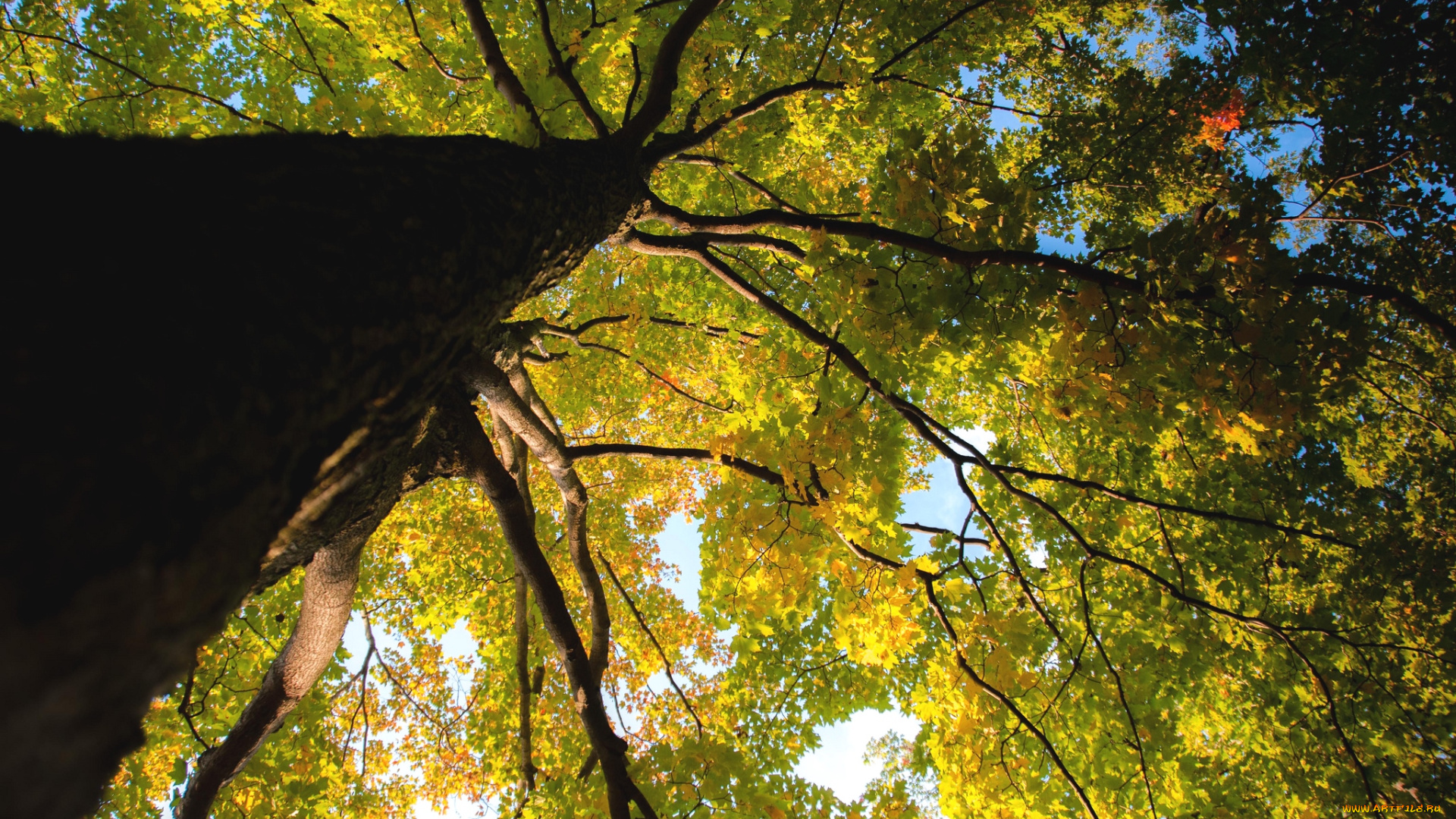 природа, деревья, клен