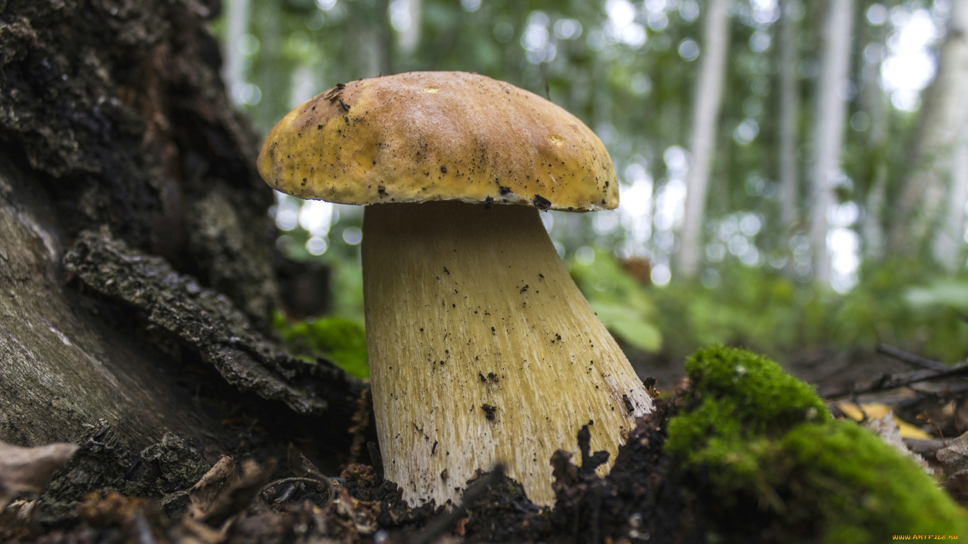 природа, грибы, крепыш