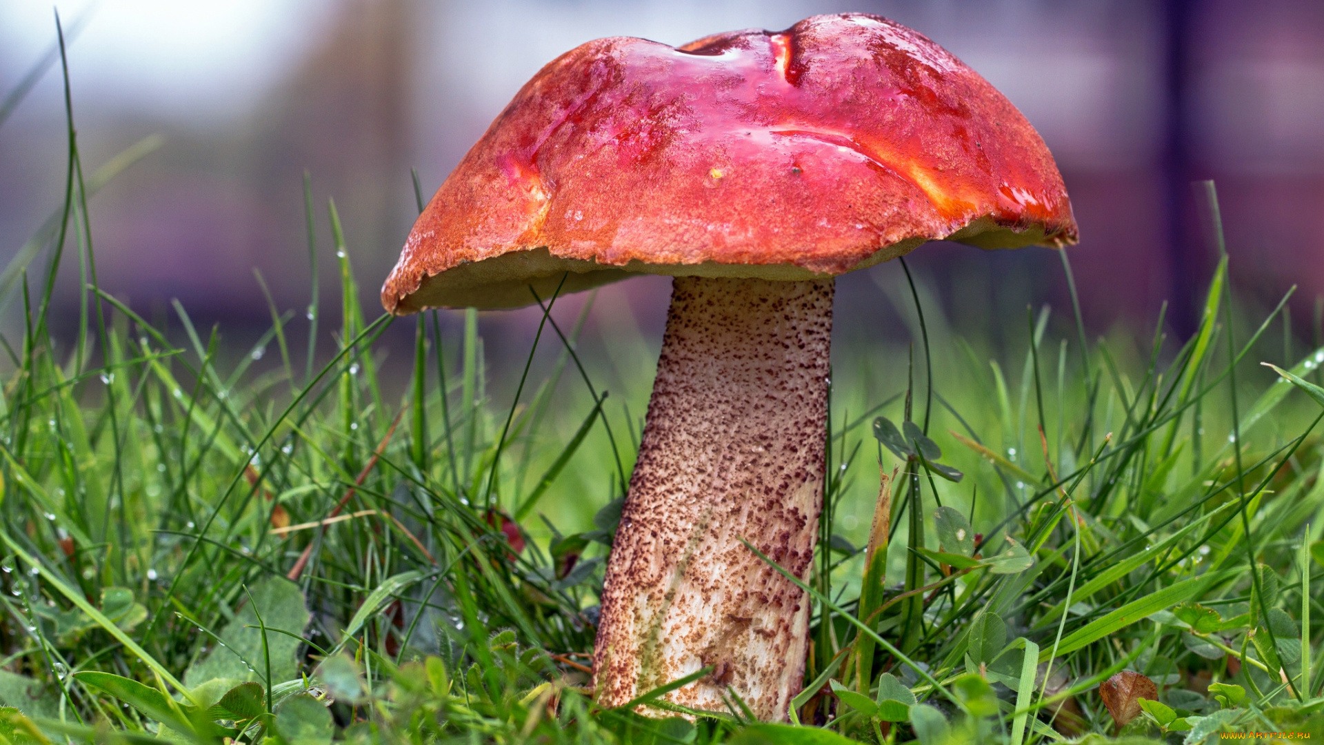 природа, грибы, лес, трава, подосиновик