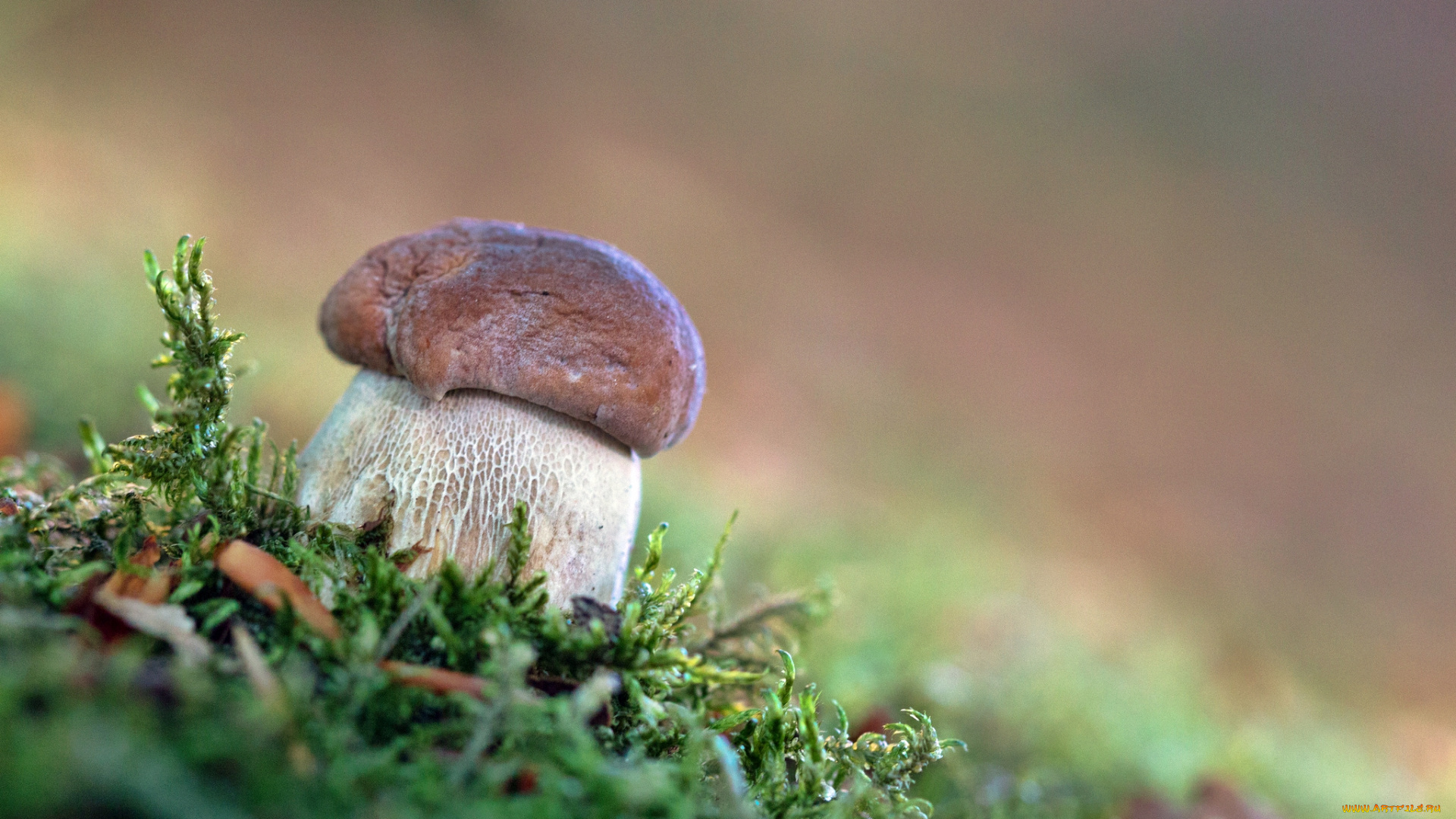 природа, грибы, мох, лес, боровик