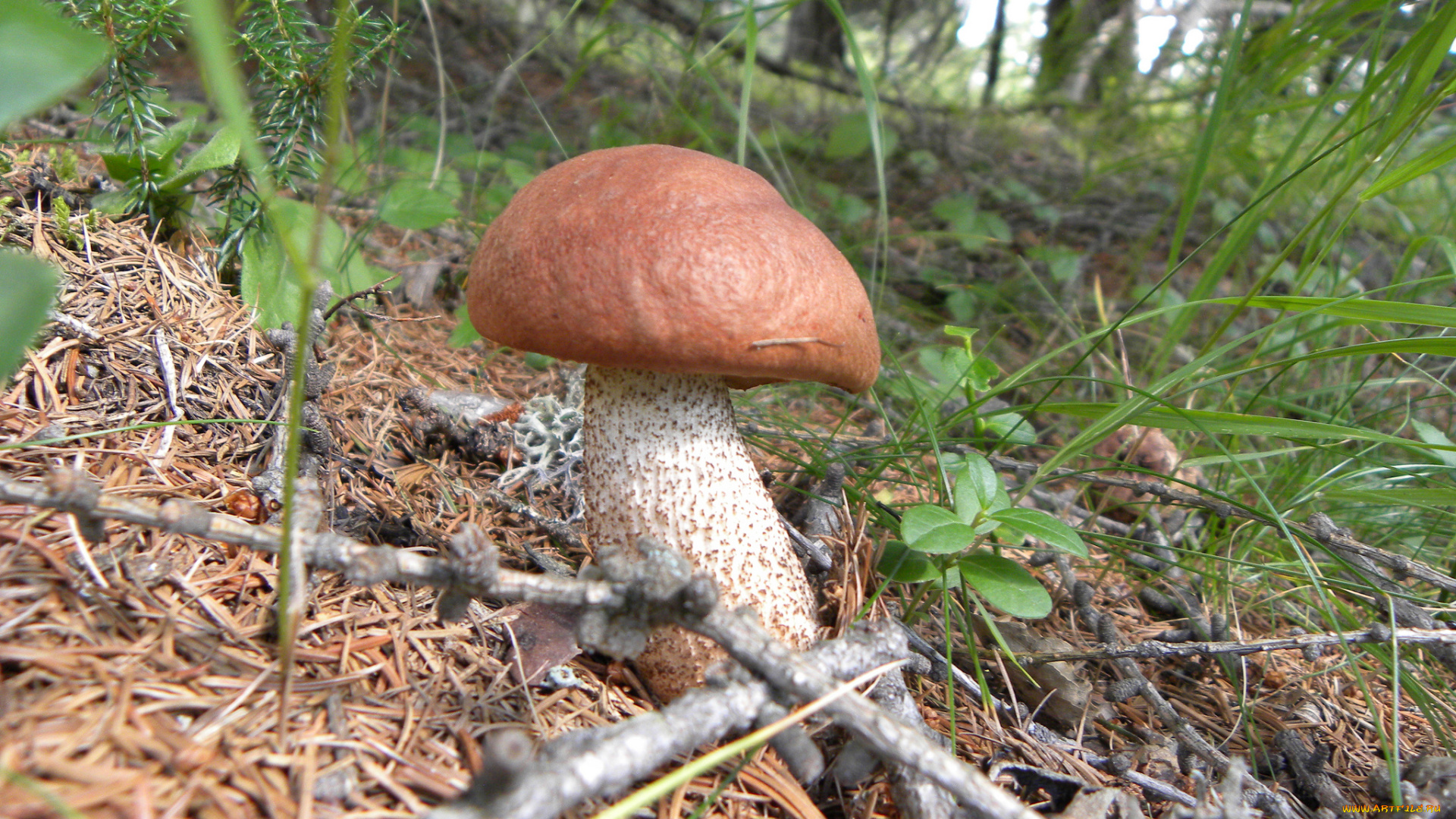 природа, грибы, подосиновик, трава, листья, лес