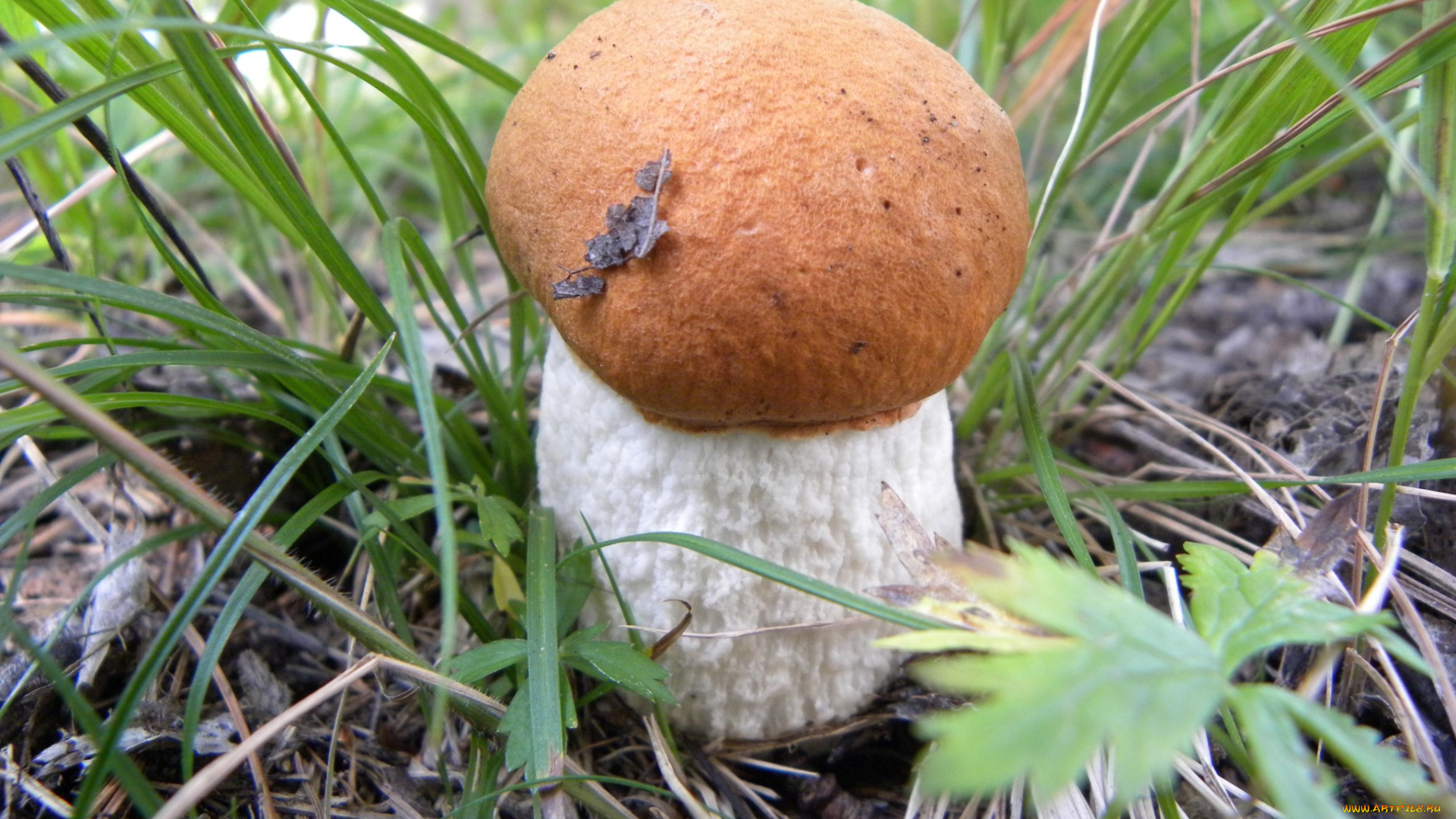 природа, грибы, трава, листья, лес, подосиновик