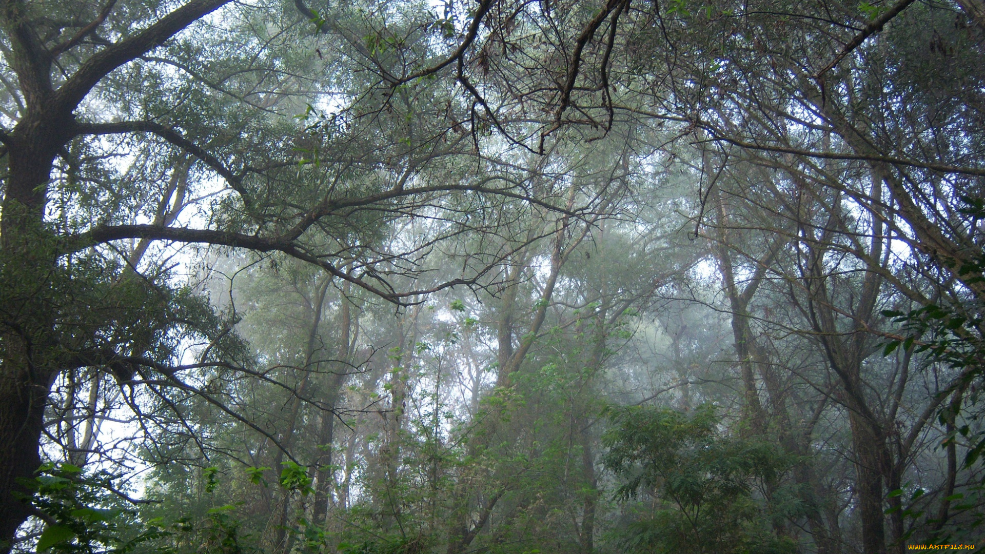 природа, лес, туман, ветви
