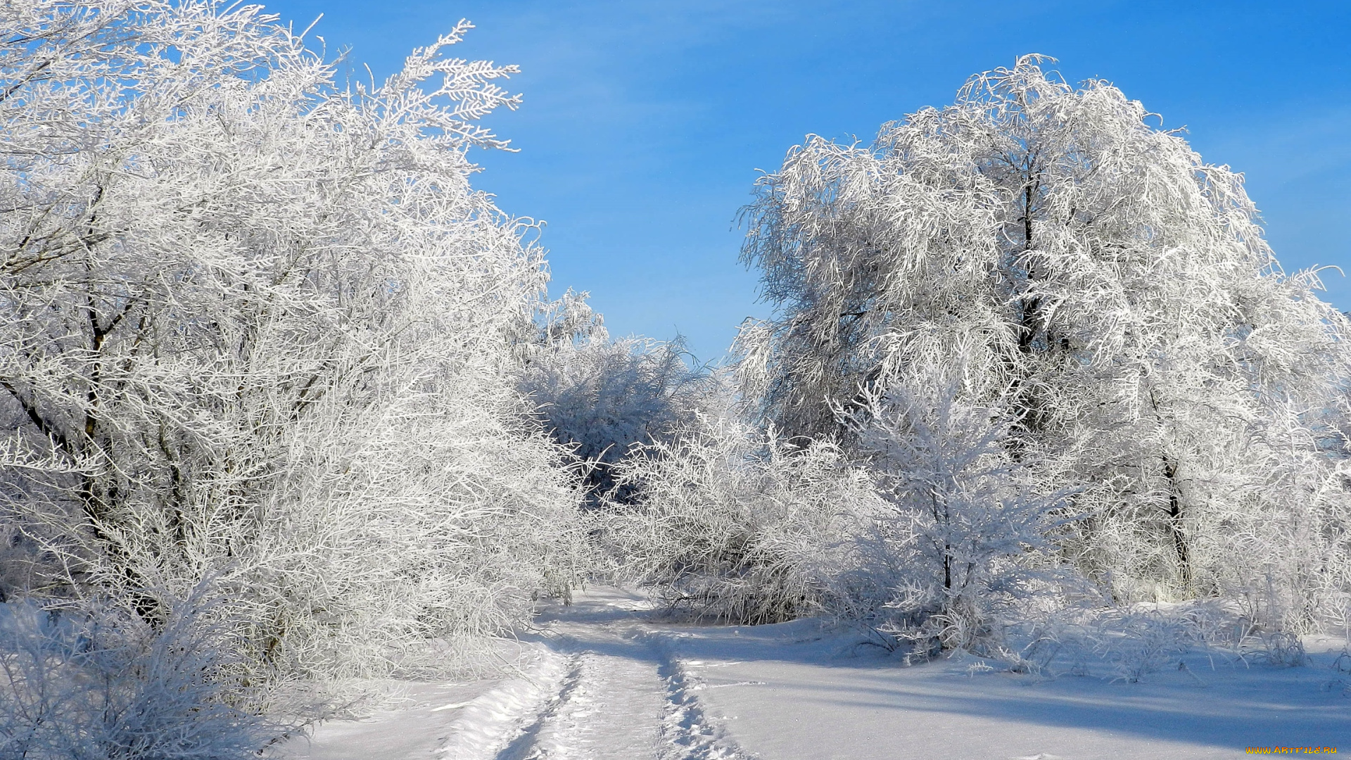 природа, зима, снег, деревья