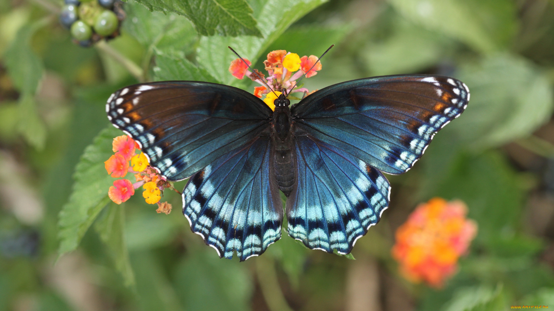 животные, бабочки, цветы, бабочка