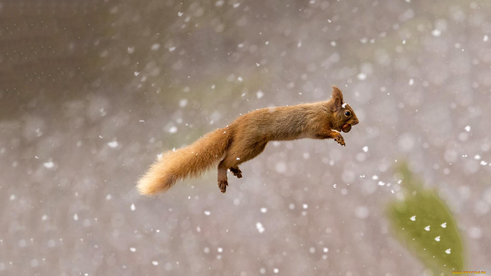 животные, белки, прыжок