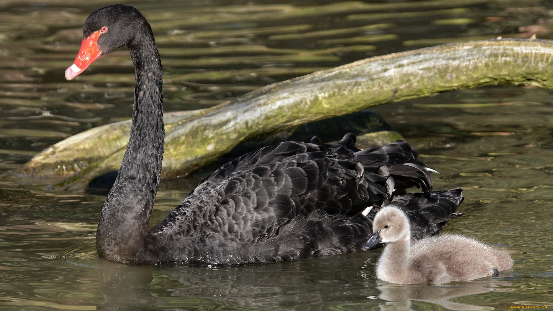 животные, лебеди, лебеденок, черный, лебедь, семья, малыш, мама, птенец