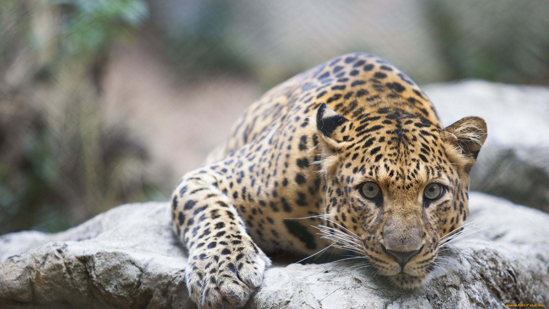 животные, леопарды, морда, леопард