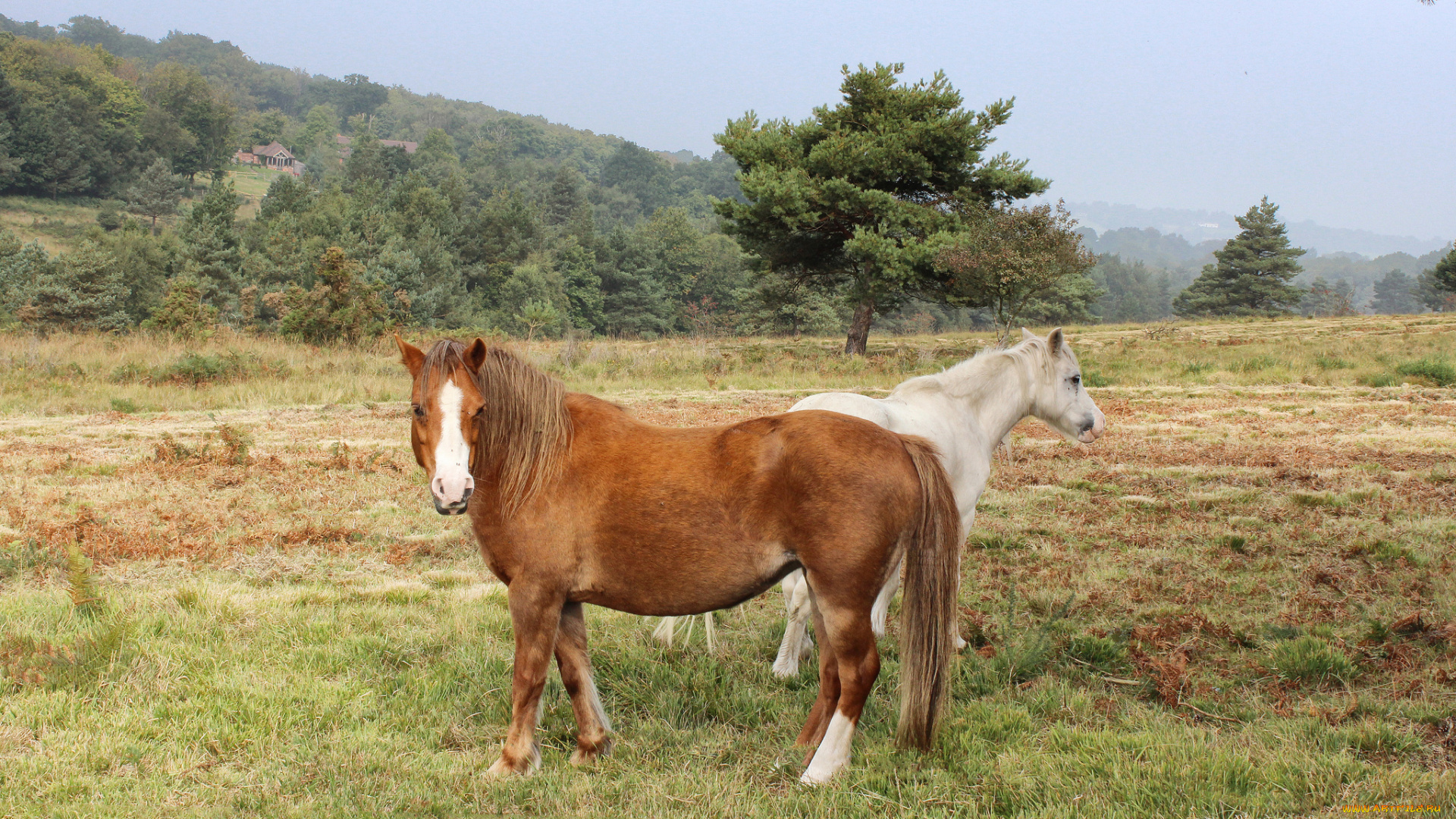 животные, лошади, луг