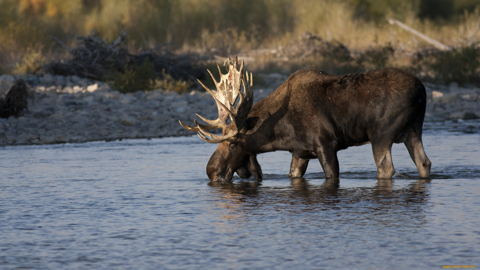 животные, лоси, лось, река, водопой