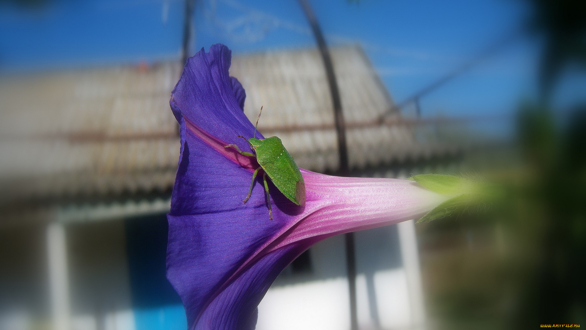 животные, насекомые, зелёный, клоп