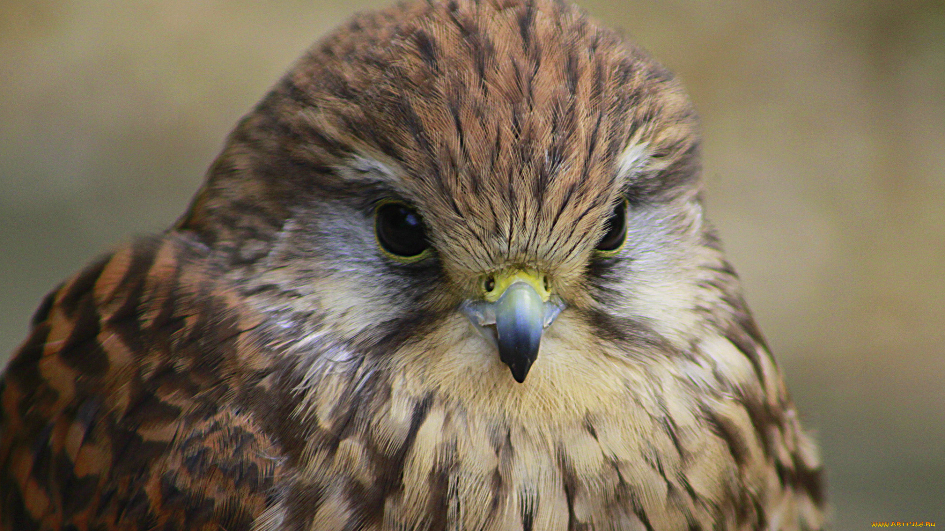 животные, птицы, -, хищники, ястреб, взгляд, голова